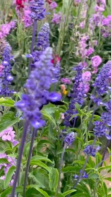 Flower Farm Ras al khaimah shorts jandjstoriestravelandfood uae