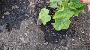 @ Мой Мини огород! Все выращиваю!