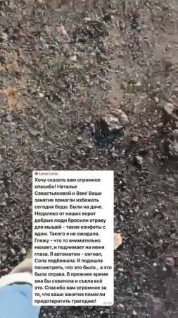 Главная ошибка при обучении собаки не подбирать с земли (навык «НЕПОДБОРА»).⬇️