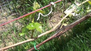 ПРОЛОМКА ПОБЕГОВ ВИНОГРАДА. Как и для чего?