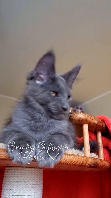 котёнок мейн кун из питомника Страна Гулливеров, gulliver-coon.ru