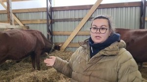 Рассказываем, как мы выбирали Красногорбатовских и Костромских коров.