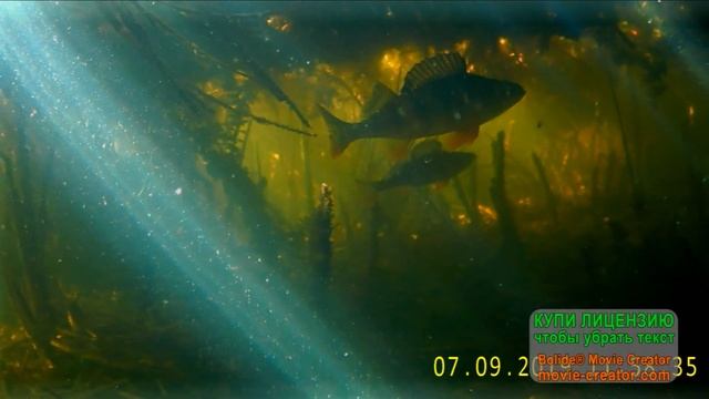 Wise Hand - Ai Dis смотреть онлайн