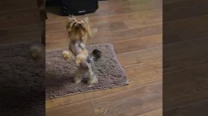 Ириска пляшет