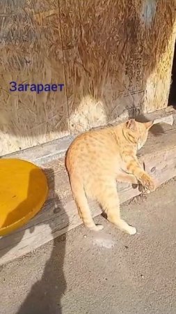 Загарает
