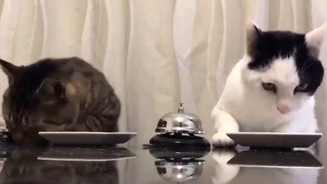 Котики вызывают официанта смотреть онлайн