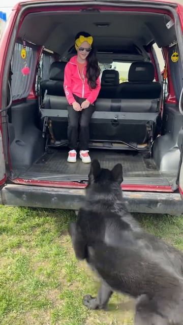 Чёрная немецкая овчарка смотреть онлайн