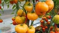 Томат КОРОЛЬ АНАНАС!