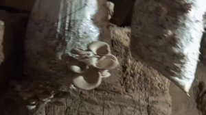 грибы вешенки выращивание дома в погребе.mp4