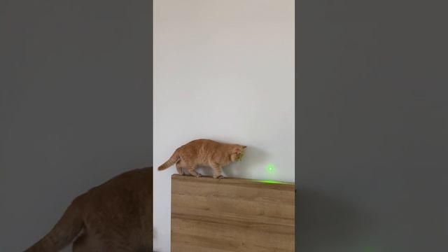 Кошачья лазерная охота #рекомендации #коты #охота #инстинкт #игрыдлякошек #кошачьяжизнь #веселье  #