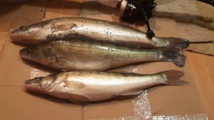 улов дома...