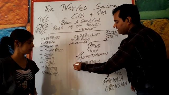 Nervous System | MR Interview question | CNS & PNS | Central Nervous system | PD Classes