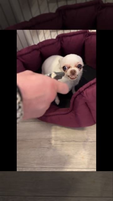 Чихуахуа Улыбается смотреть онлайн