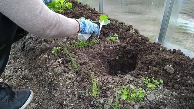 Смешанные посадки. Огурцы в теплице.