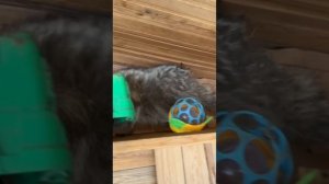 В центре Краснодара банда енотов кошмарит торговый центр.