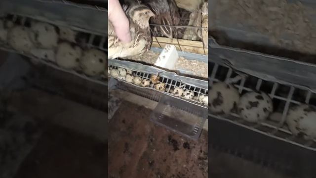 Перестали нестись смотреть онлайн