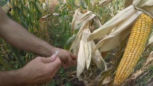 Высокоурожайный гибрид кукурузы Амарок 290, ФАО 320