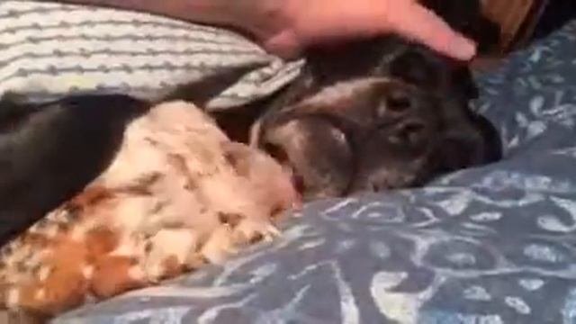 Курица спит с собакой