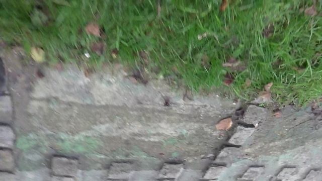 MEINDL et la Seine смотреть онлайн