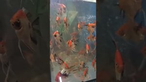 Аквариумные рыба #скалярии#золотаярыбка#ранчу