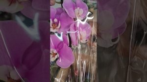 Орхидеи фаленопсис, приход 20.03.25