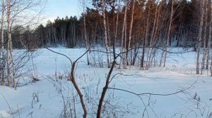 Бросил сады — ОБРЕЗАЮ В ЛЕСУ. Формирование ниваки из лиственных деревьев в дикой природе.