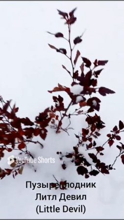 ДЕКОРАТИВНОЛИСТВЕНЫЕ КОТОРЫЕ ДОЖДАЛИСЬ СНЕГА 🍃❄. 21.11.2022