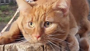 Классное видео о рыжем коте.