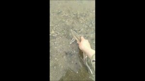 поймал-отпусти