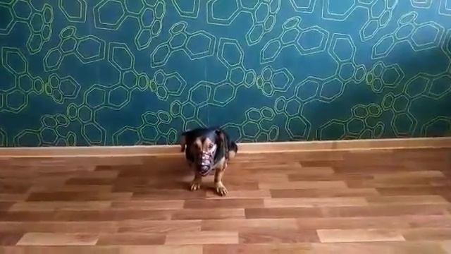 Дрессировка собак в Барнауле. Программа второго уровня команды сидеть.