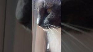 Это мой кот. Его зовут Босс.
