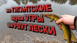 не ГИГАНТСКИЕ щуки УГРЫ ; День шнура на реке Угра