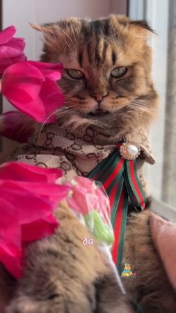 Встречаем апрель!😻🌸 #котики #весна #милыекотики