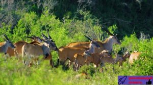 Изящные АНТИЛОПЫ - Самые быстрые парнокопытные саванны.