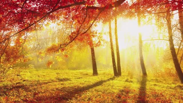 Ennio Morricone - La Califfa смотреть онлайн