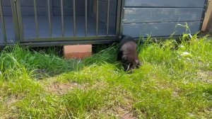 Вольер для щенка. Щенок черной немецкой овчарки