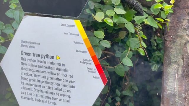 Dublin Zoo : Green Tree Python