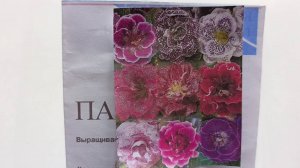 Как посеять глоксинию семенами в домашних условиях, размножение глоксинии семенами, подробное видео