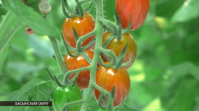 Магаданская область представит теплицу пятого поколения в Талой на Международной выставке-форуме смотреть онлайн