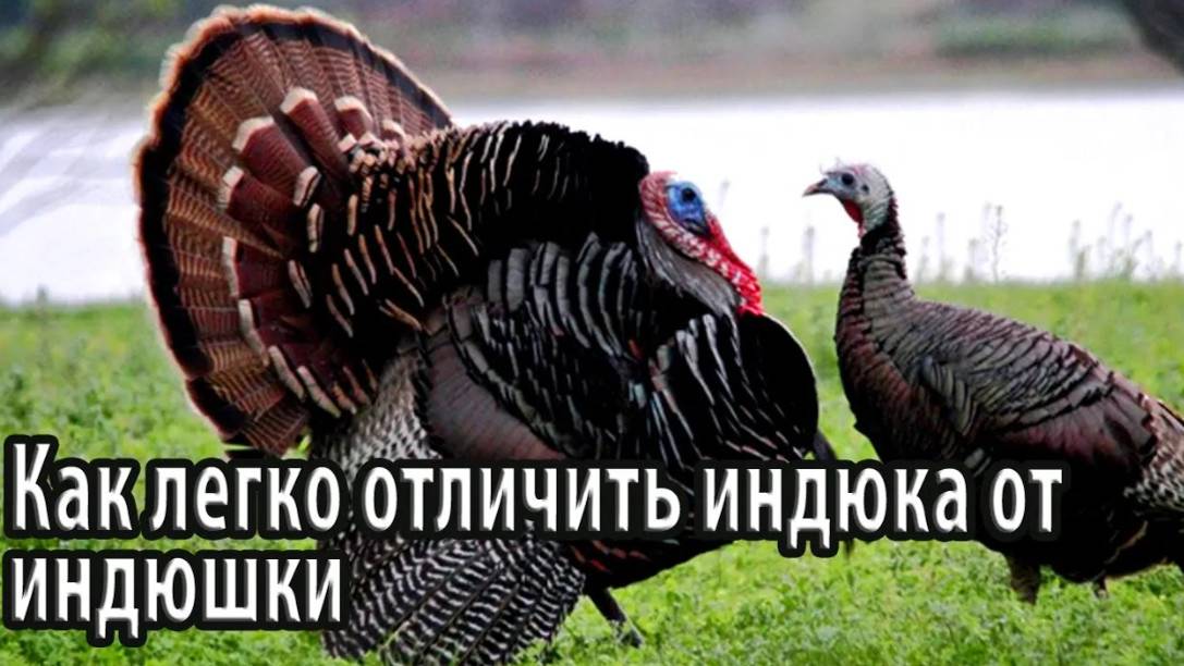 Как легко отличить индюка от индюшки