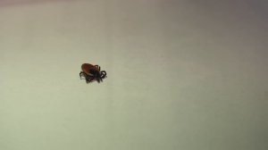 КАК ЗАЩИТИТЬСЯ ОТ КЛЕЩЕЙ