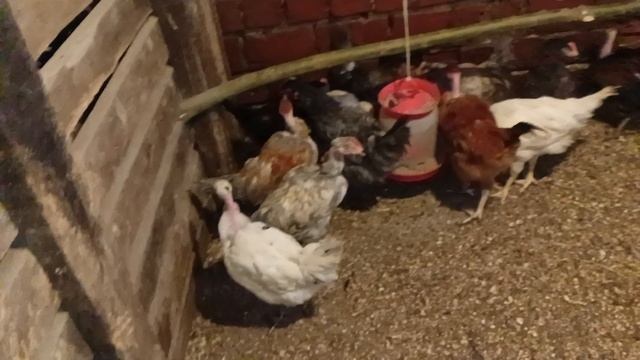 Деревенские хлопоты. смотреть онлайн