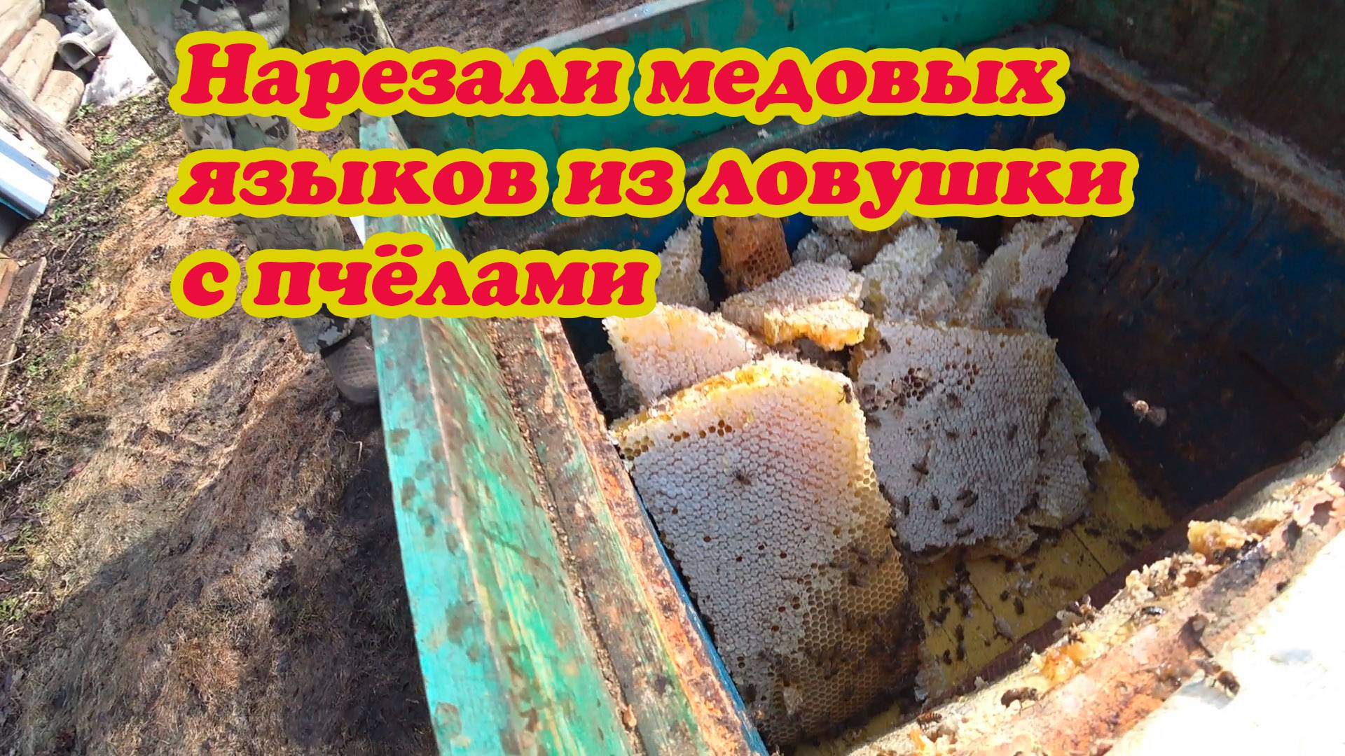 ПЕРЕСЕЛЯЕМ ПОСЛЕ ЗИМОВКИ ПОЙМАННЫХ РОЁВ ИЗ ЛОВУШЕК В УЛЬИ. смотреть онлайн