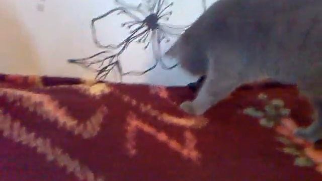 Британский кот и крышка от фена) смотреть онлайн