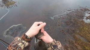 ОХОТА НА ГУСЯ 2022 ВЕСНА. КАРЕЛИЯ.КЕТНЕР ГУМЕННИК. #охотанагуся2022