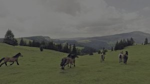 Карлуу. Апартаменты в Горном Алтае.