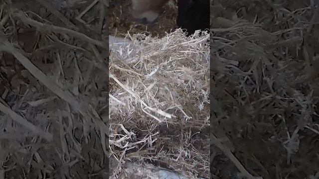 #КФХ Победа. Без привязанный откорм быков от 5 до 1.5
