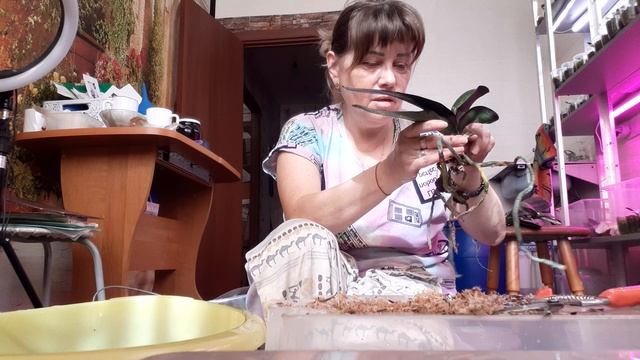 Посадка взрослых Орхидей на адаптации.