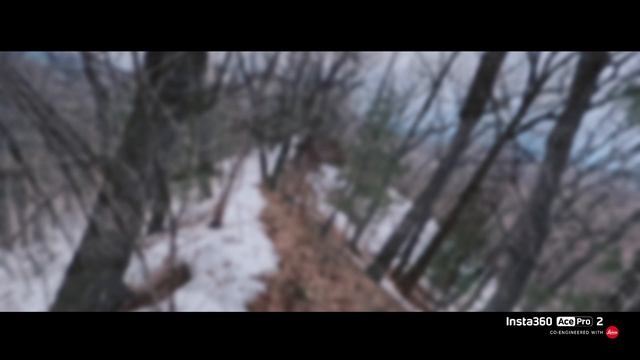 Поиск кедровой шишки после зимы