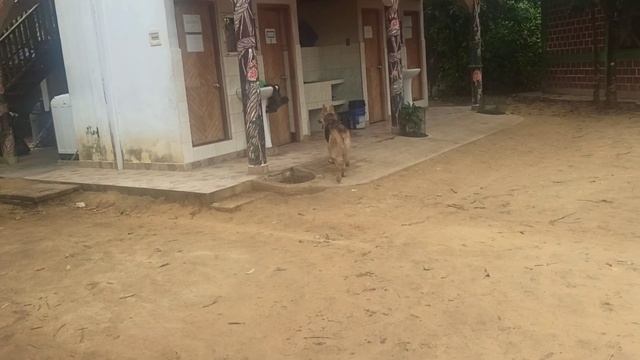 обезьяна напала на овчарку смотреть онлайн